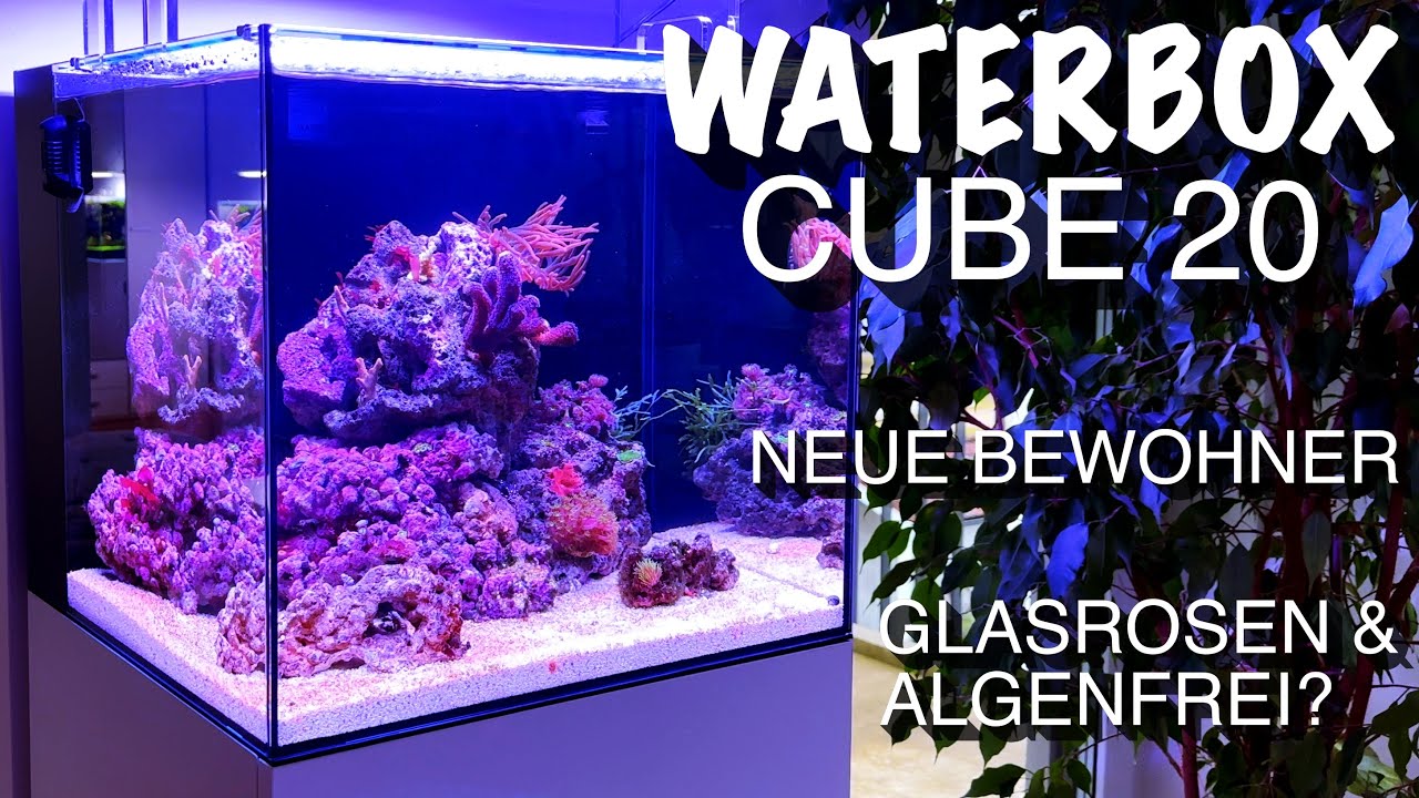 WaterBox Cube 20 - Neue Bewohner, Glasrosen & Algenfrei?