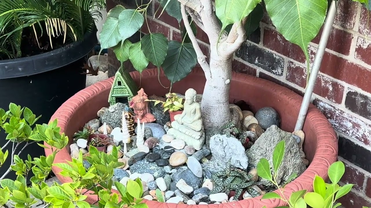 Succulents 32- Front porch- Sen đá trước nhà ngoại 