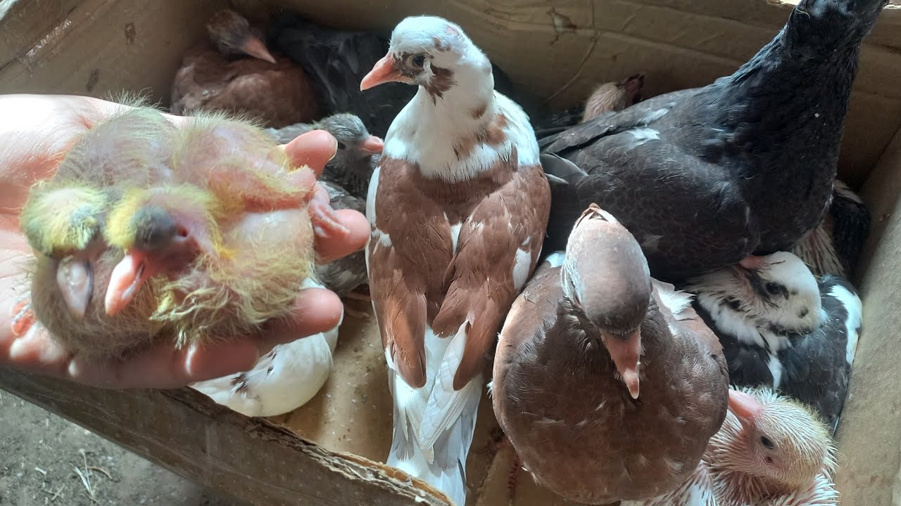 طريقة تأكيل👌 الزغاليل من عمر يوم🐣 غاية الفطام وازاي تعمل خلطة تأكيل يدوي