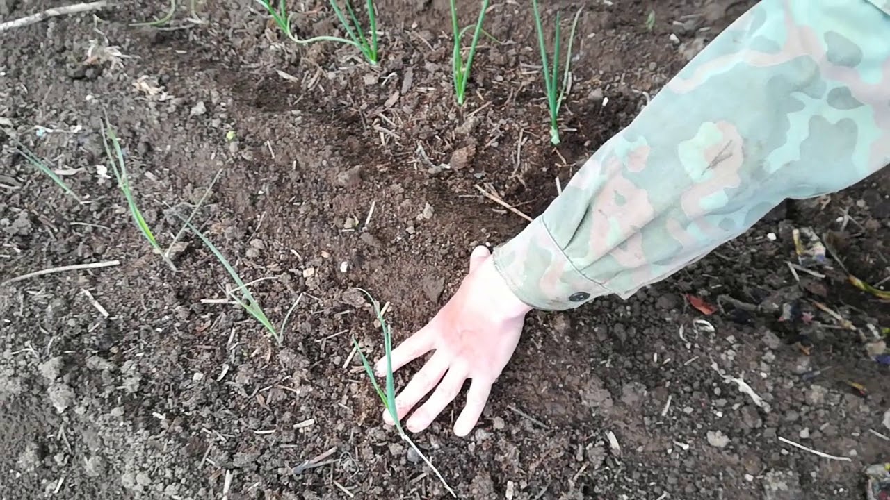 Посадка лука эксибишен в открытый грунт.