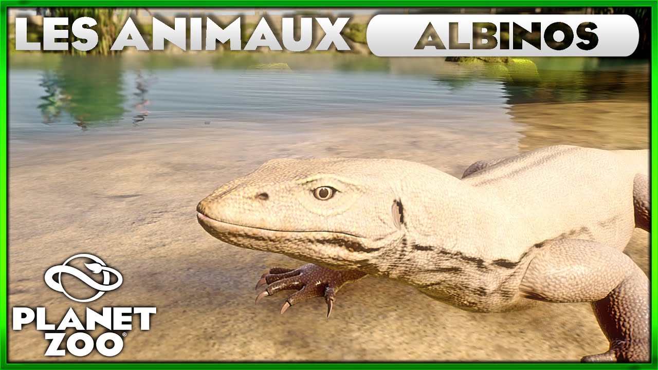Comment Favoriser l'apparition d'animaux ALBINOS ? | PLANET ZOO (Franchise)