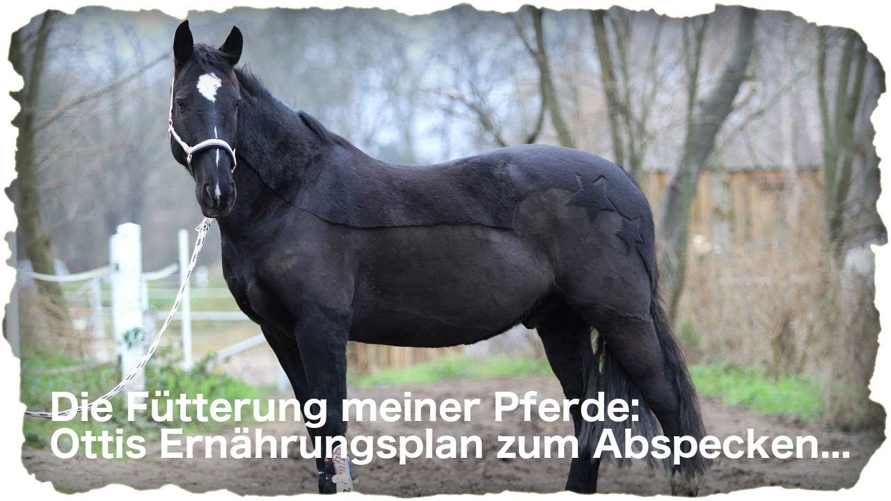Die F&uuml;tterung meiner Pferde: Ottis Ern&auml;hrungsplan zum Abspecken