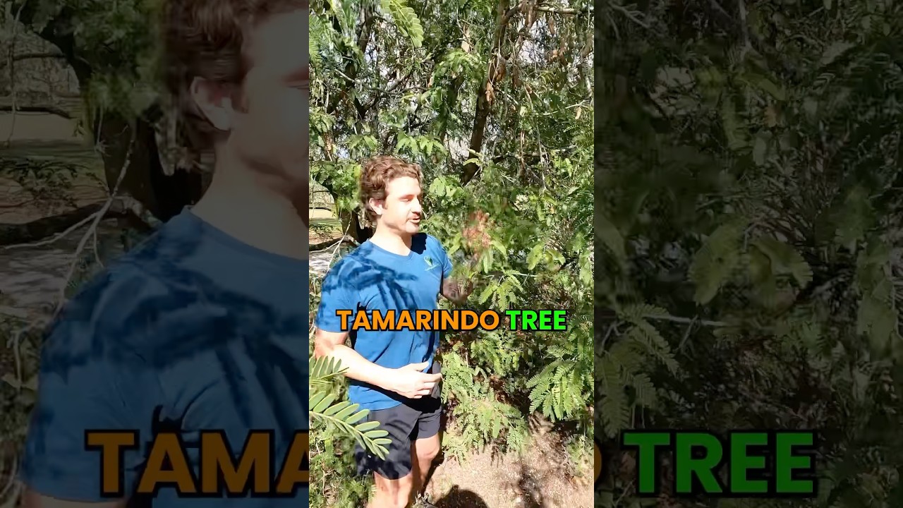 Tamarind Tree Fruiting in Florida #GrowInnHomes #Tamarind