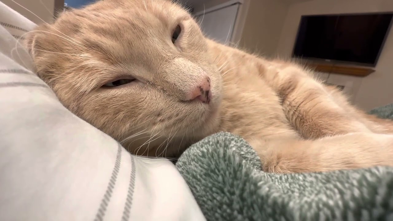 ASMR Comforting Cat Cuddles (Purring/Soft Breathing)