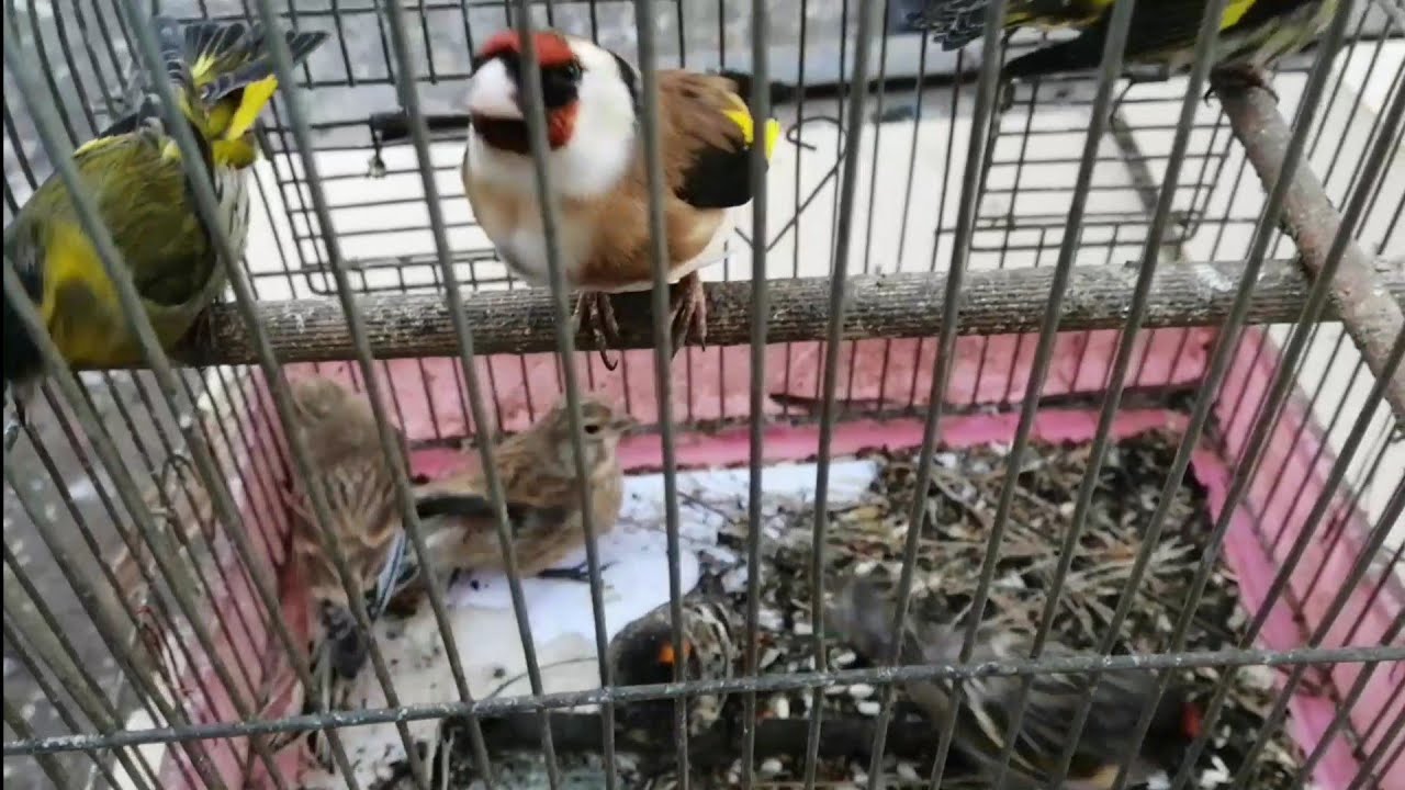 Птичий Базар!Певчие птици и Голуби!Верненский базар г.Алматы!Bird Market!Songbirds and Doves!Almaty!