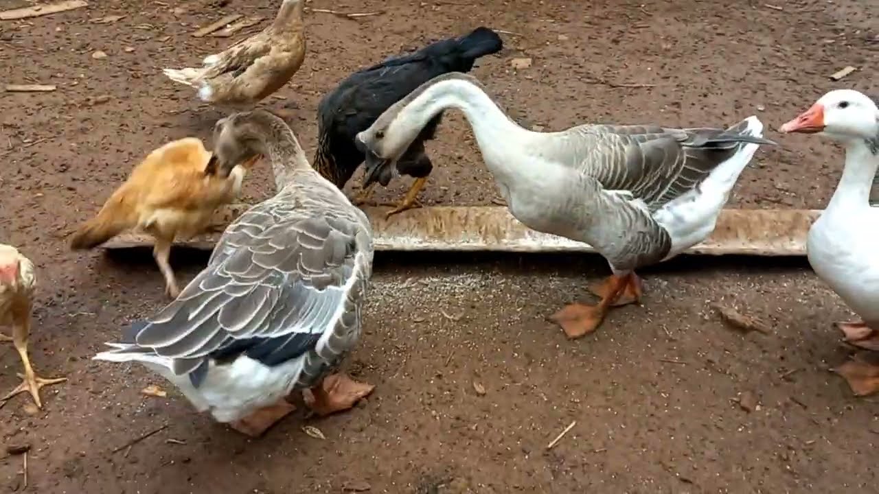 PASSOU A CHUVA E A BICHARADA PRECISA COMER