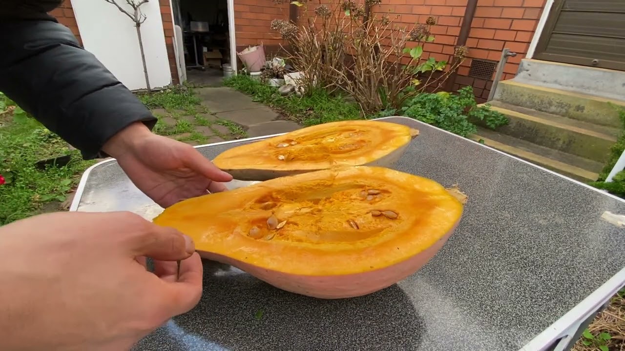 #118 Daily In the Garden - Cutting up my first grown Heirloom Sibley Pumpkin