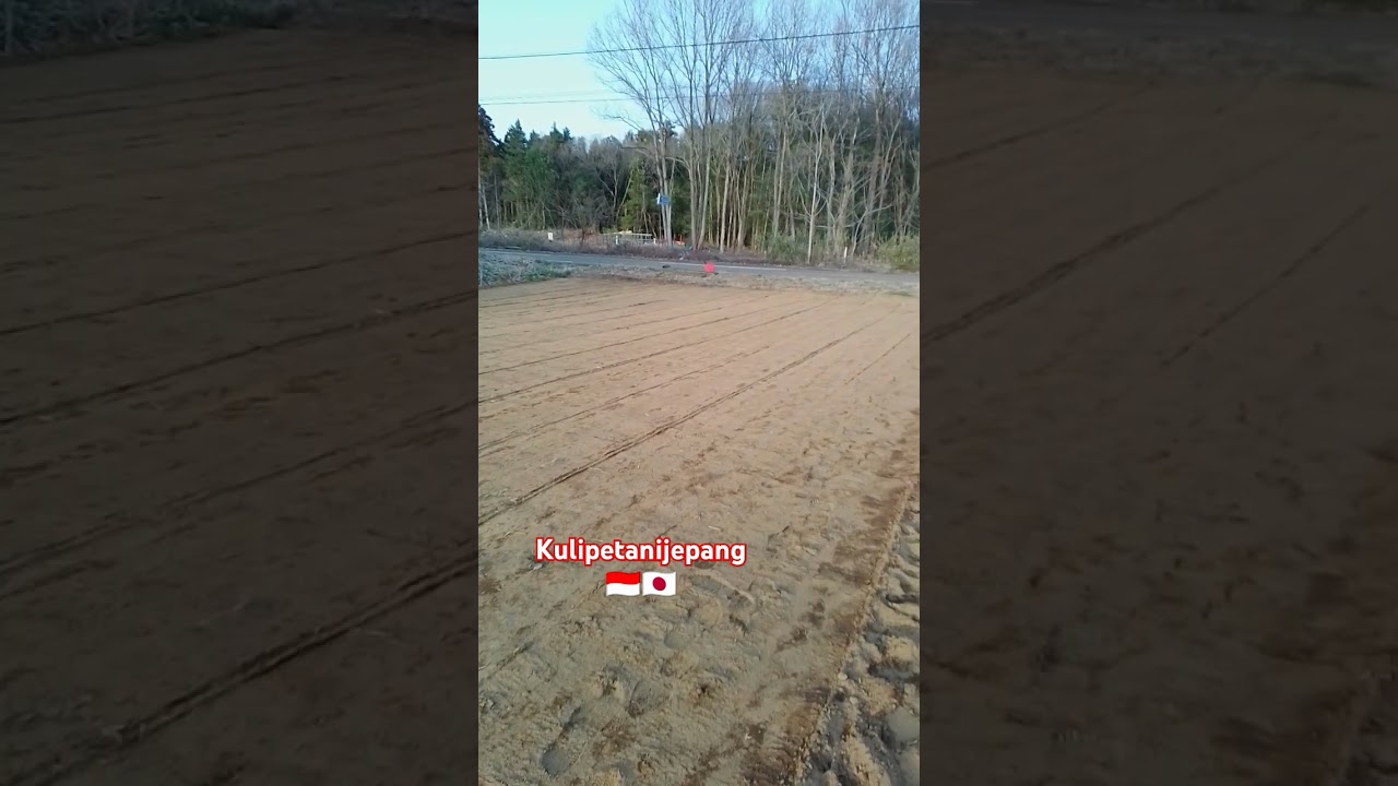 Part 5, the advanced process of leveling and compacting the soil after planting, Japanese shibafu🇯🇵