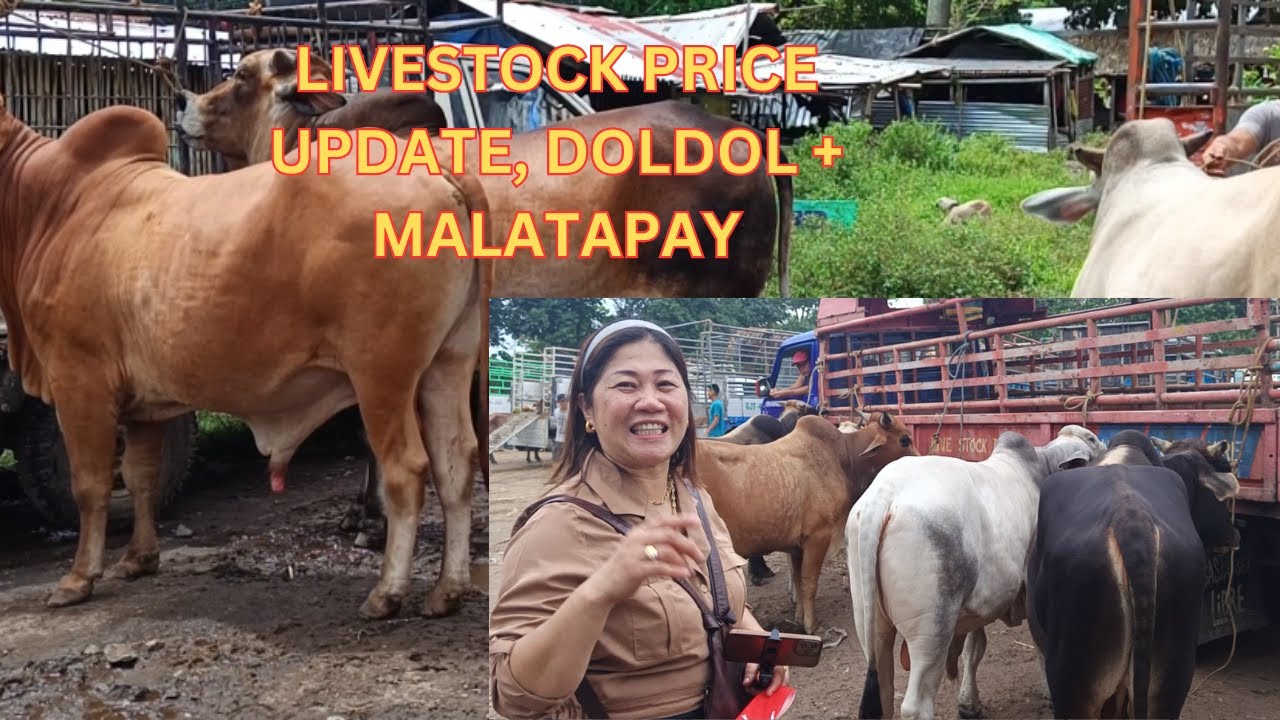 LIVESTOCK PRICE UPDATE(DOLDOL + MALATAPAY) #cow #nativechicken #buhayprobinsya