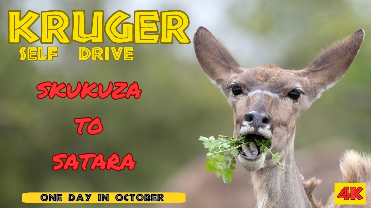 Куда ехать в Крюгере: из Скукузы в Сатару