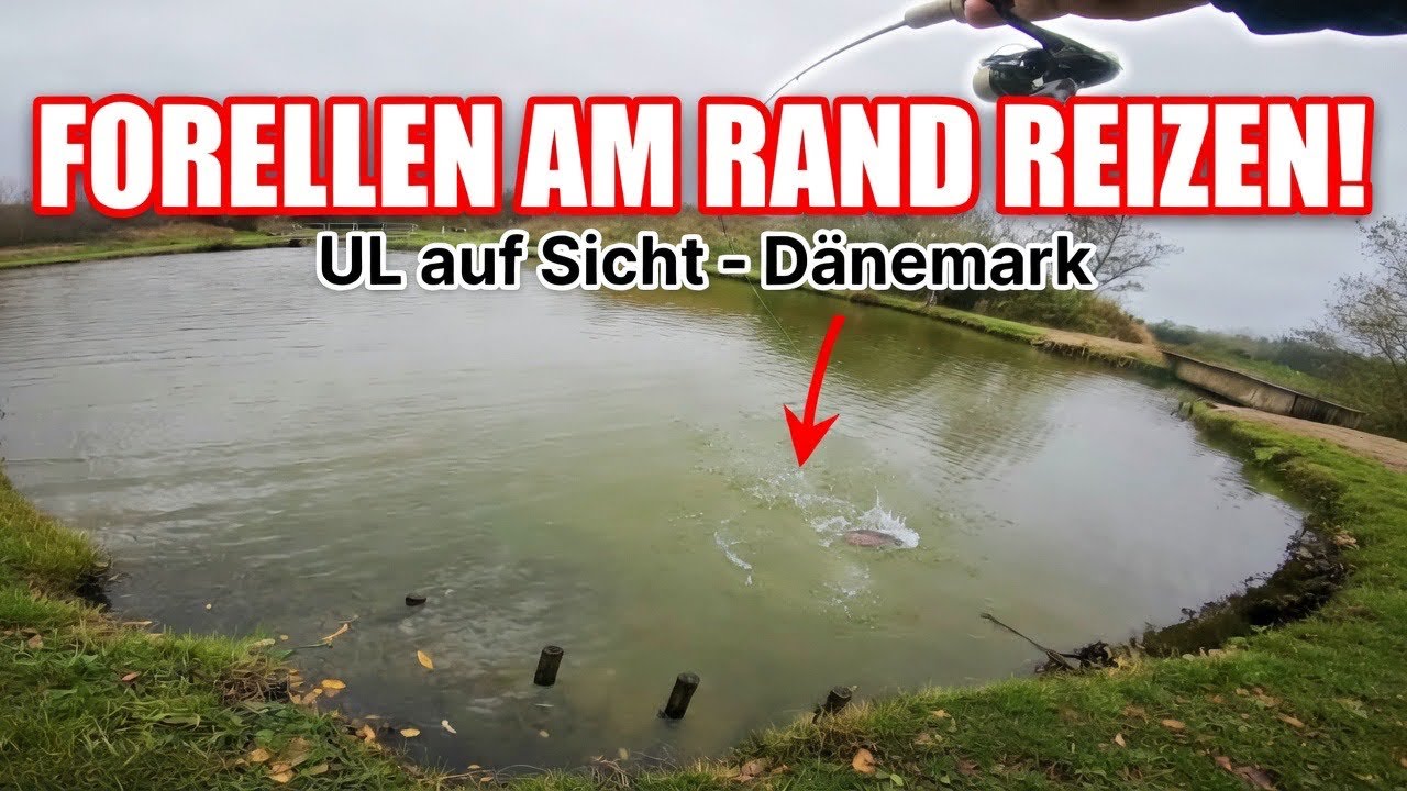 Forellen am Rand spotten und bis zum Biss reizen! 🎣 Forellenangeln im Herbst in Dänemark Teil 1