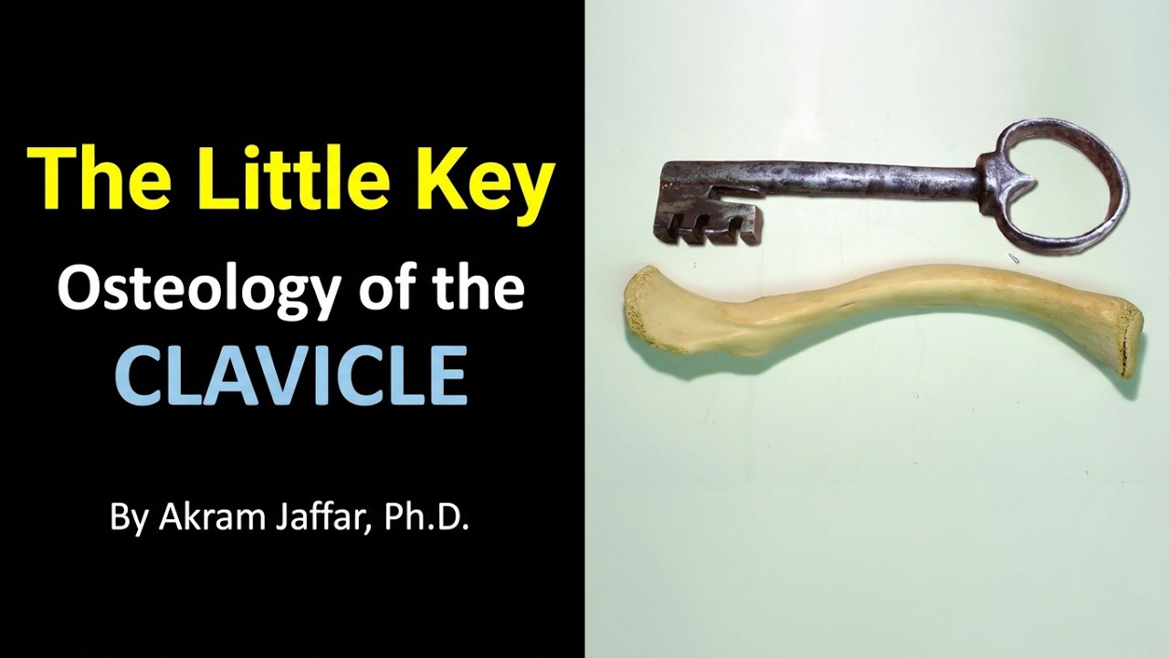 Osteology of the clavicle