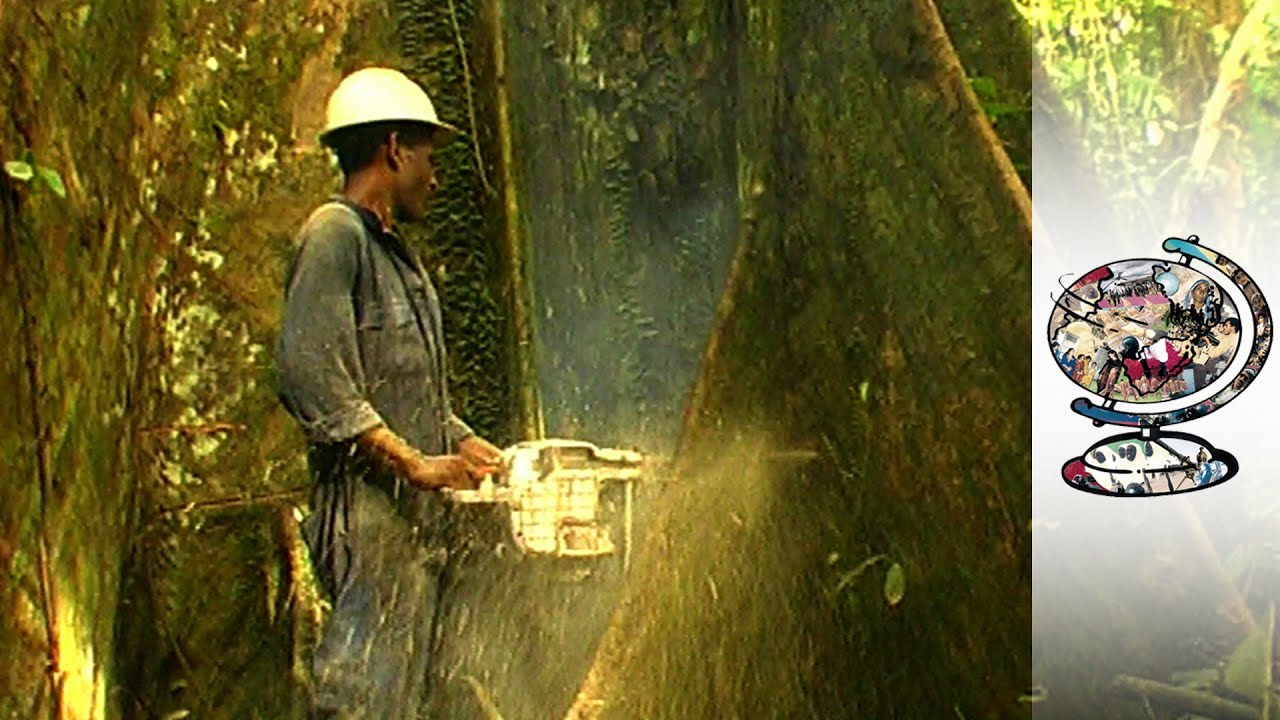 Deforestation Is Threatening Papua New Guinea's Indigenous Communities (1999)