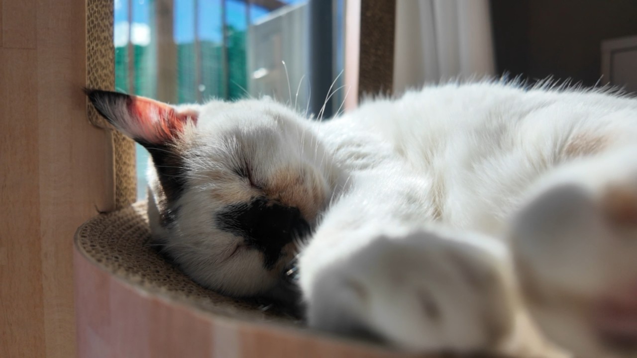 【いびき】人間？気持ちよく寝てるのに起こされちゃった猫