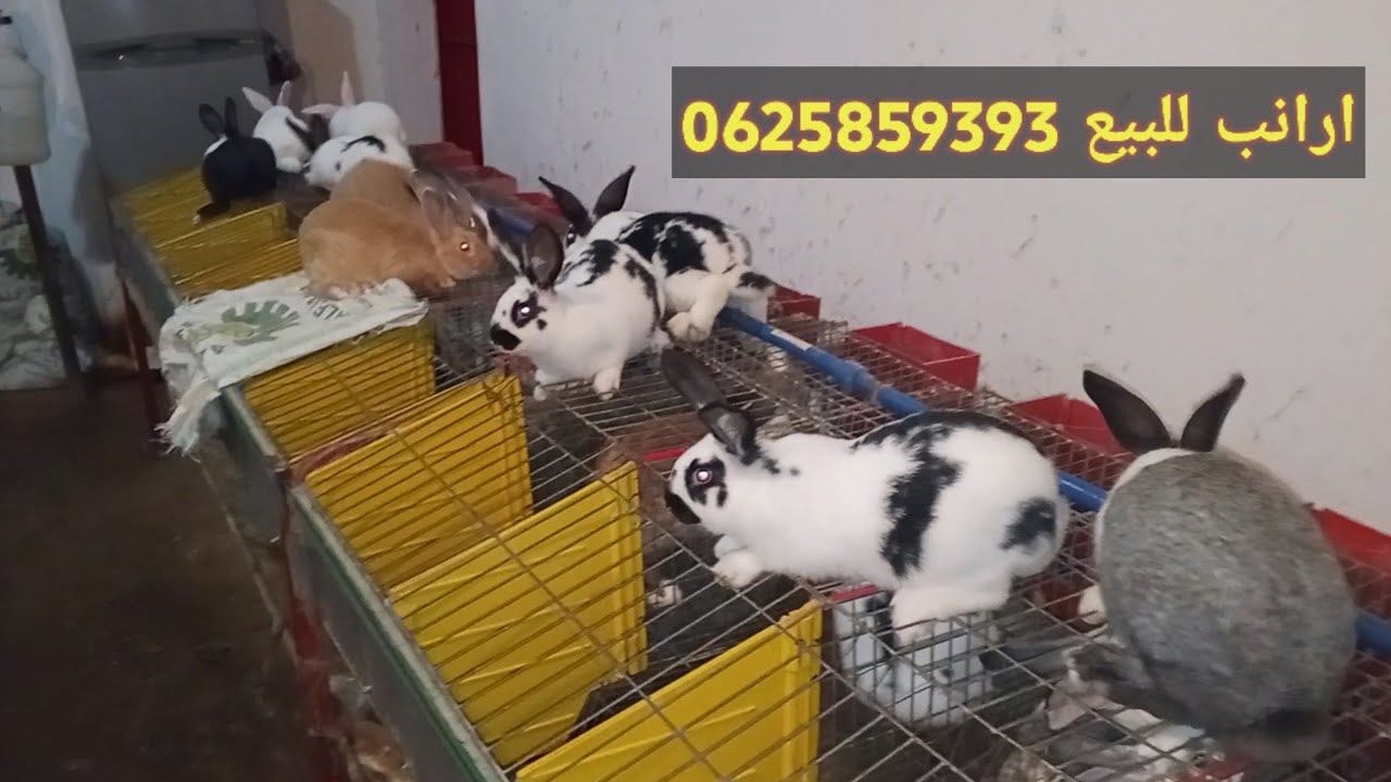 افضل سلالات الارانب التربية للبيع 0625859393