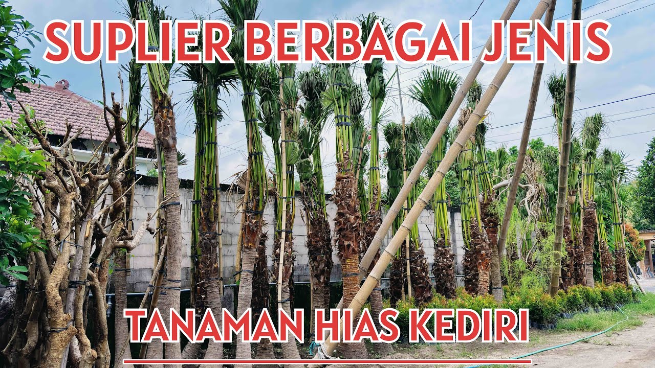 MELIHAT JENIS- JENIS TANAMAN YANG ADA DI KEBUN ALAM SEKAR NURSERY // SEKARING JAGAD KEDIRI‼️