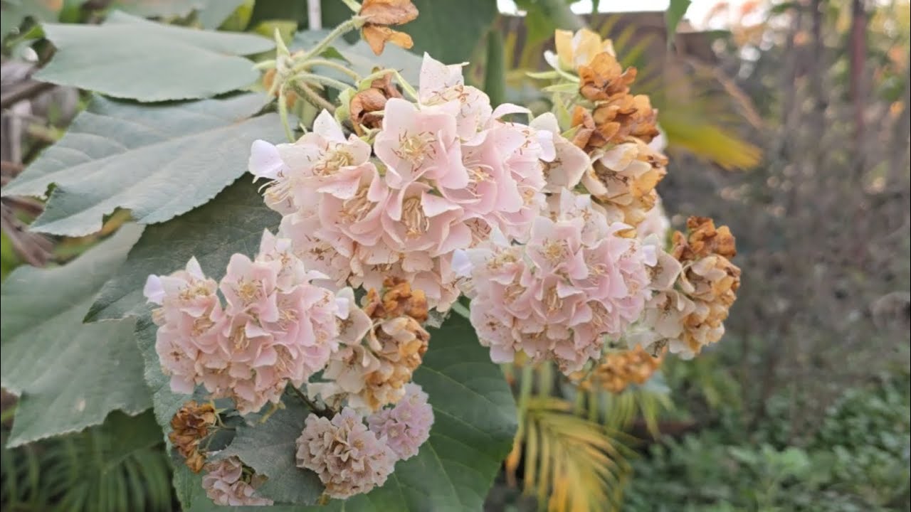 Ye Kon Sa Flower Hai?? |Ghar Chalte Hain 🫶 |Travell | 
