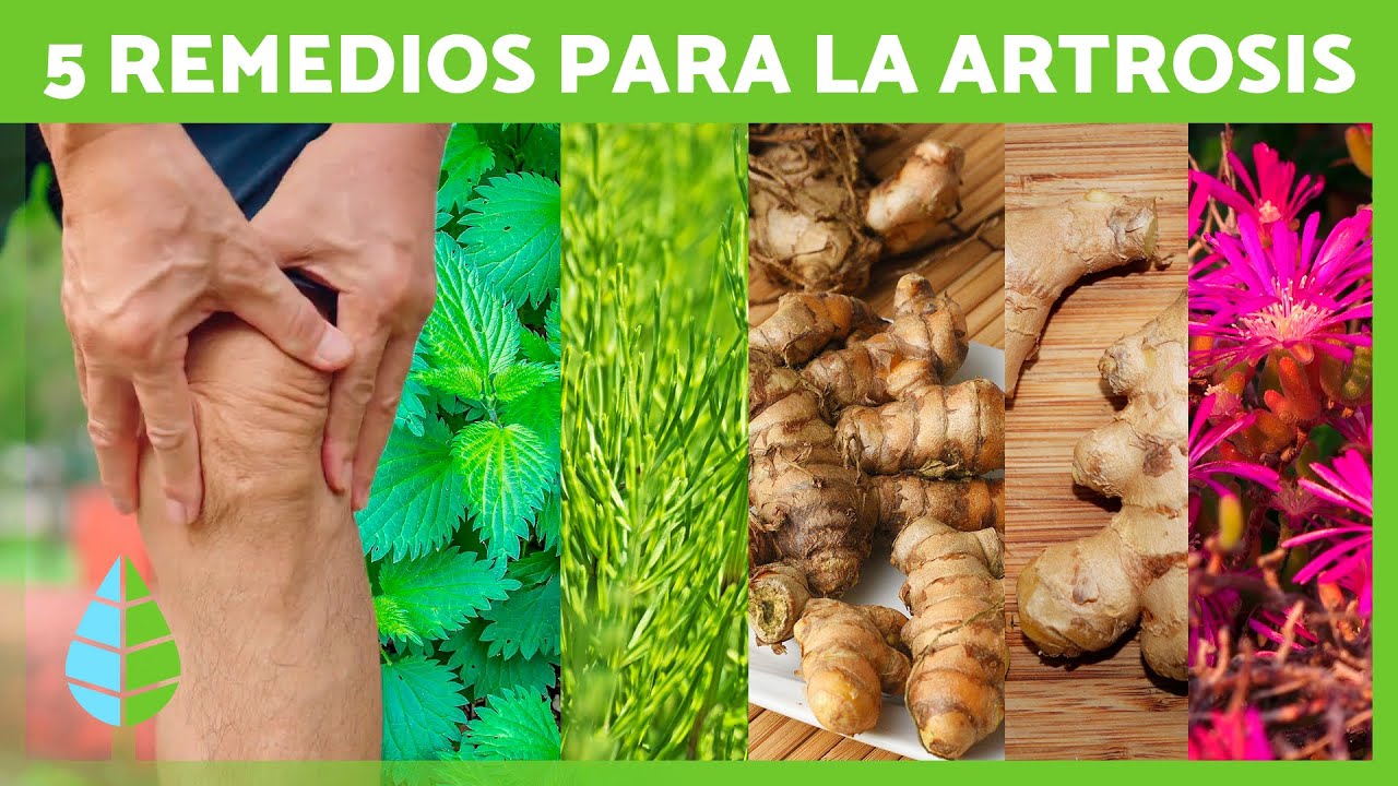 5 PLANTAS MEDICINALES para CURAR la ARTROSIS 🌿✅ Remedios Naturales para la Artrosis