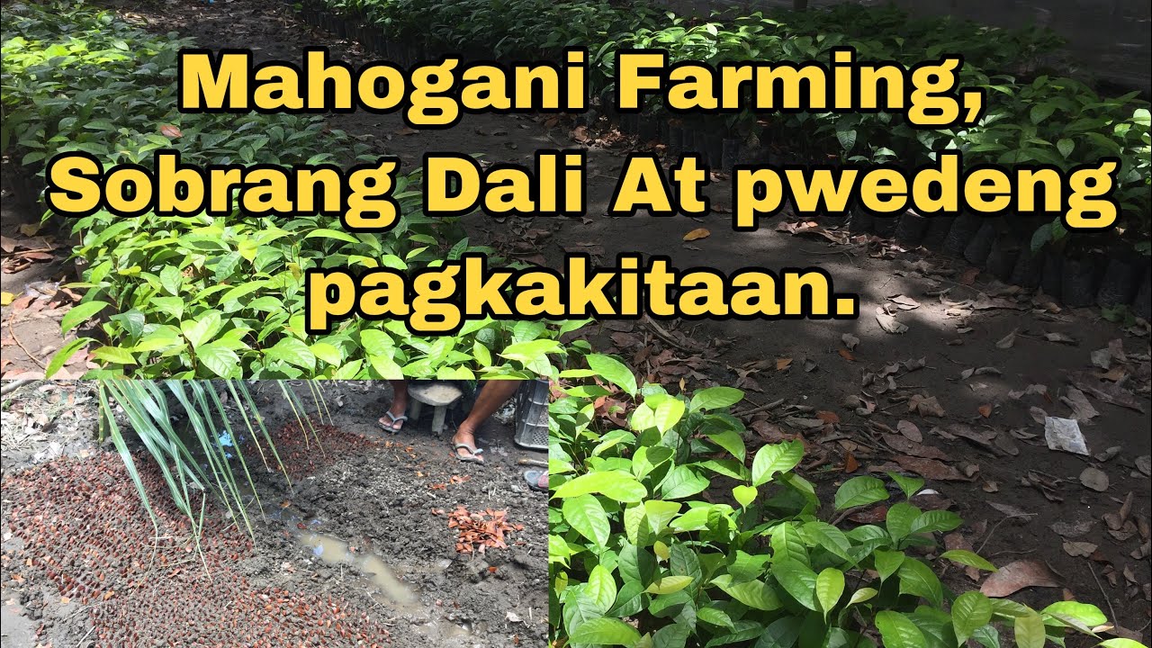 Paanu ang Tamang pag Tanim ng Mahogany