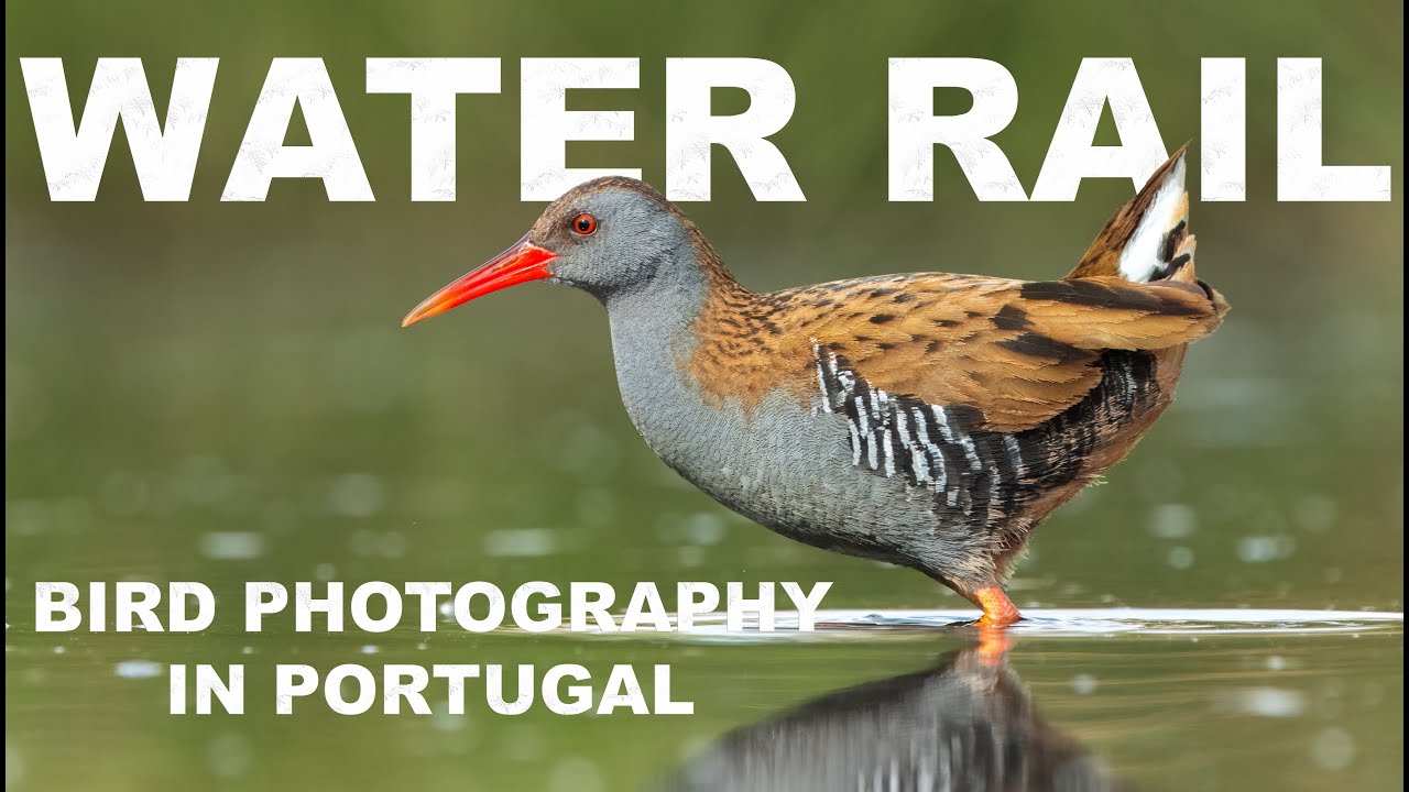 It’s one of Europe’s shyest birds... and today, it showed itself.