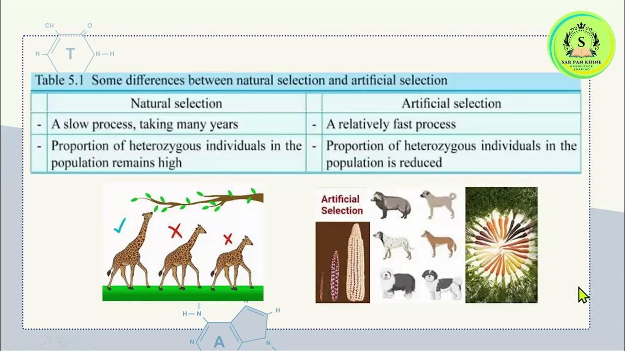 Grade 11 Biology Chapter 5_5.4.4  Natural Selection Vs Artificial Selection_5.5 Nature Vs Nurture