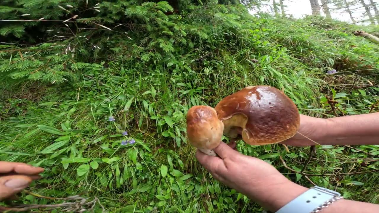 Funghi Porcini 🍄‍🟫d'alta quota 26 lug 2025 🍄‍🟫finferli 🐍vipera di berus ⛈️ perdo il mio coltello !!
