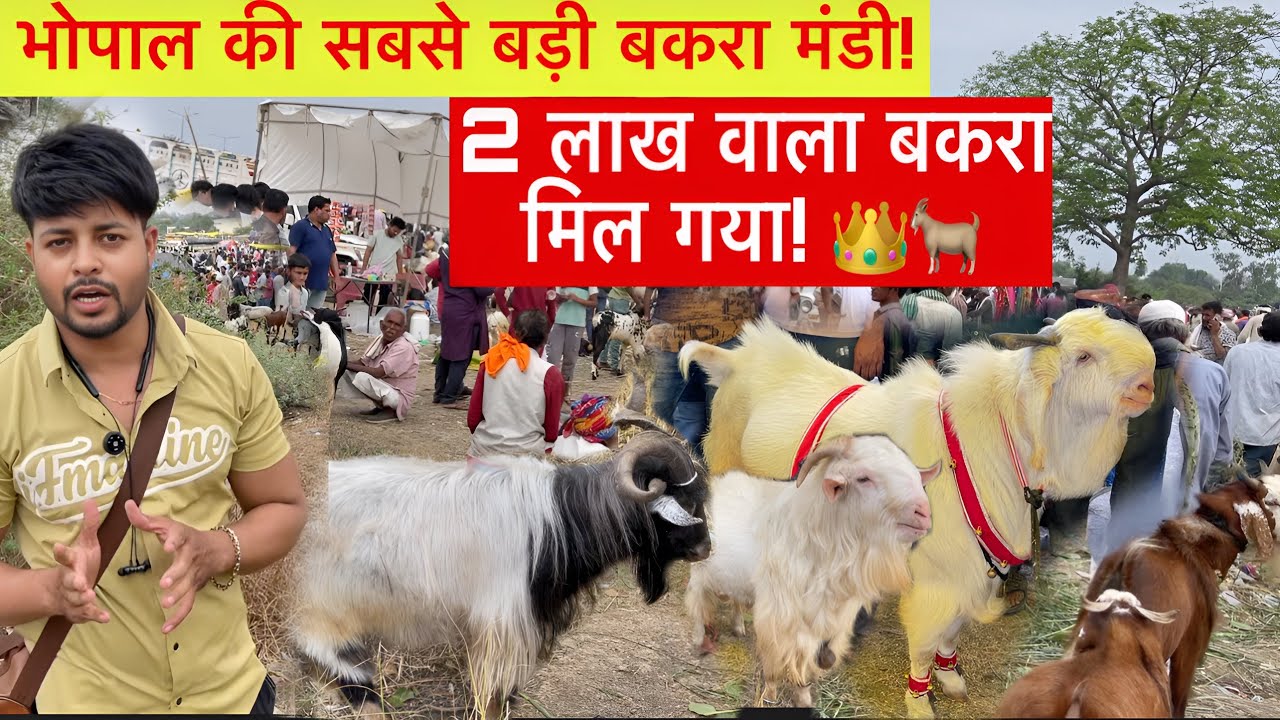 Bhopal ki बकरा मंडी | Bhopal की सबसे बड़ी बकरा मंडी | Gandhi Nagar Bakra Mandi 2025 का Full Tour,