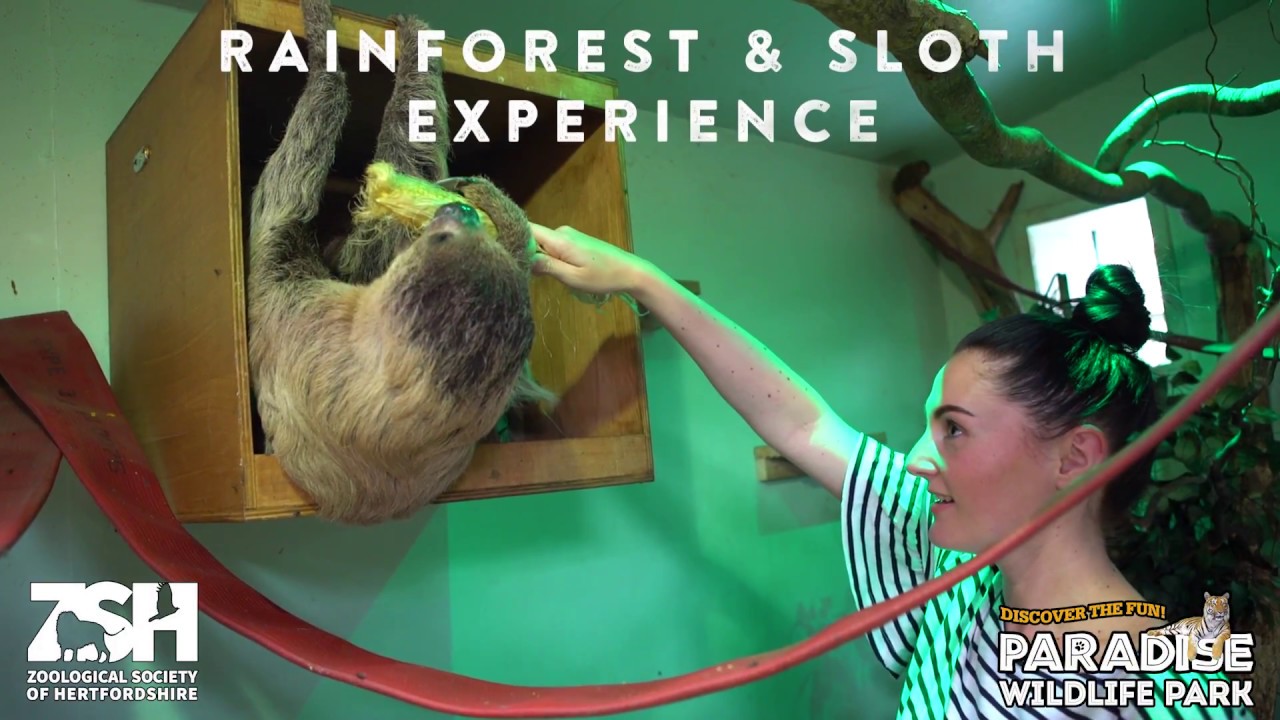 Rainforest & Sloth Experience At Paradise Wildlife Park