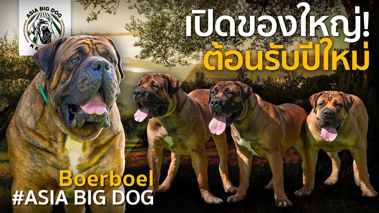 ลูก Thor  New Generation  ที่นี่ที่เดียวของเมืองไทย /Asia Big Dog