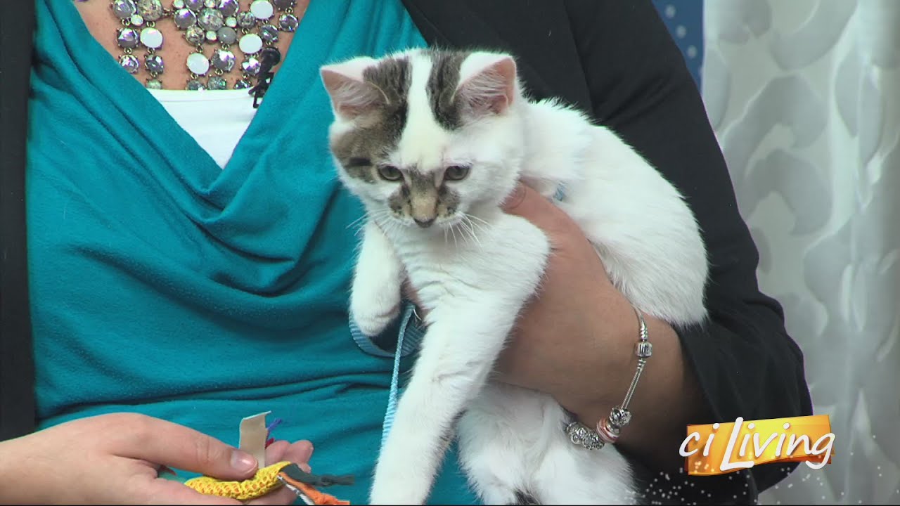 Understanding Feline Leukemia