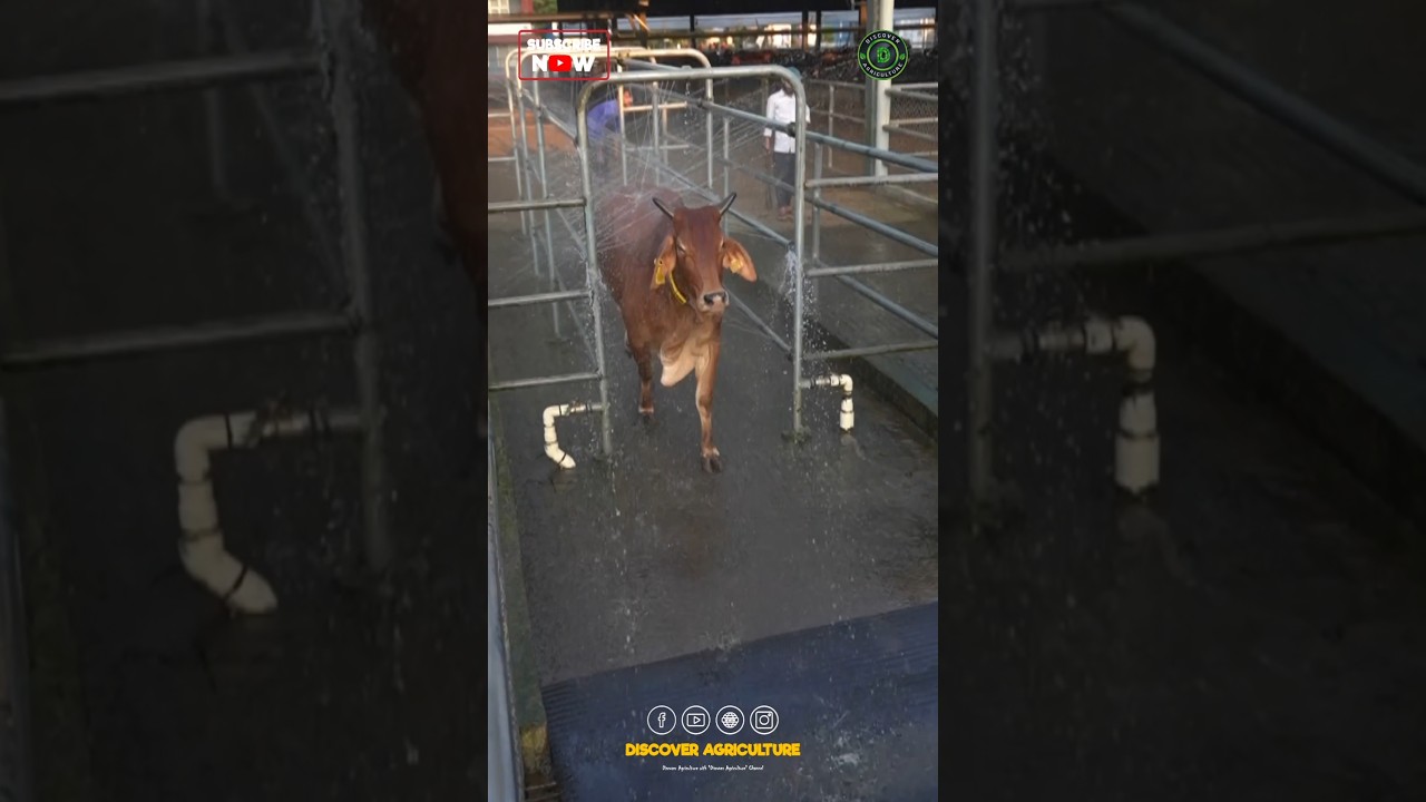Cow Washing System | Dairy Farming System