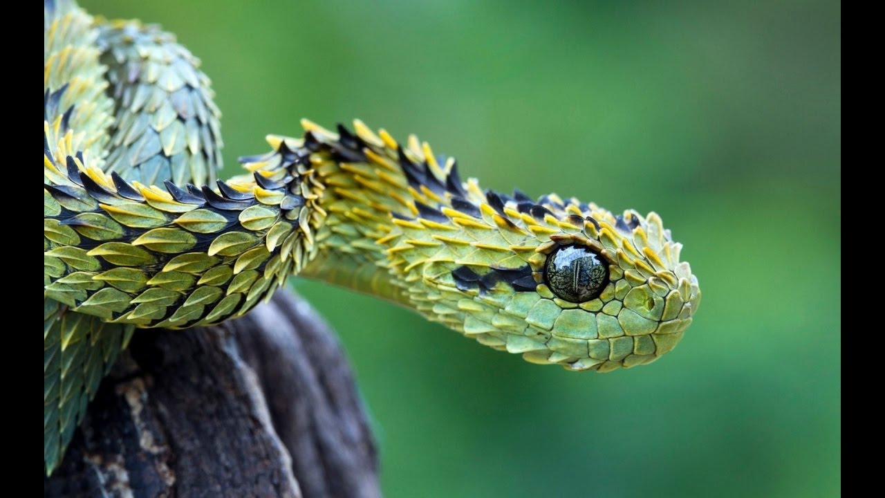 10 Coolest Snakes In The World