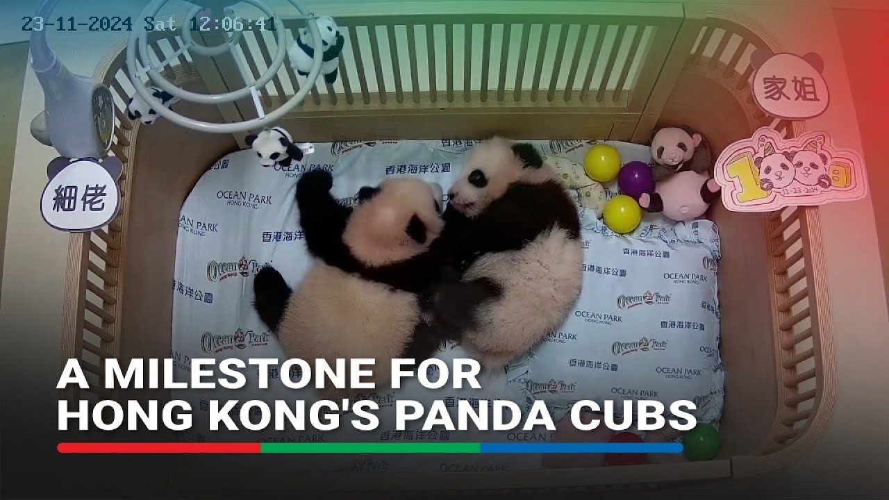 Hong Kong's twin panda cubs turn 100 days old