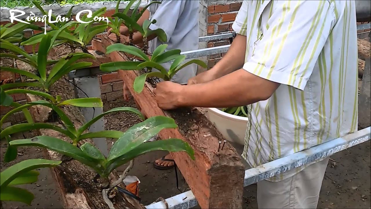 Kỹ Thuật Trồng Lan Ngọc Điểm Kinh Doanh Trên Gỗ Nằm Ngang
