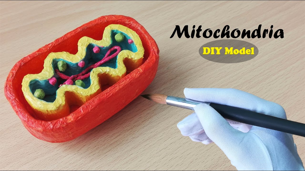 How to make Mitochondria Model | 3d Styrofoam carving | Holiday Homework