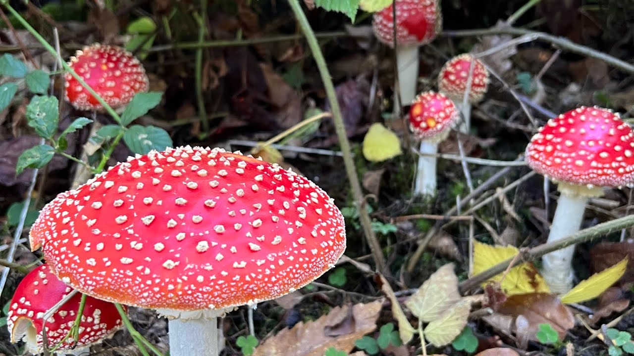 Truffling for Wild Mushrooms