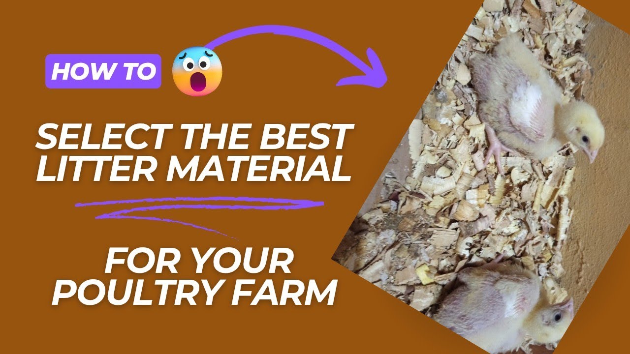 How to select the best poultry litter material