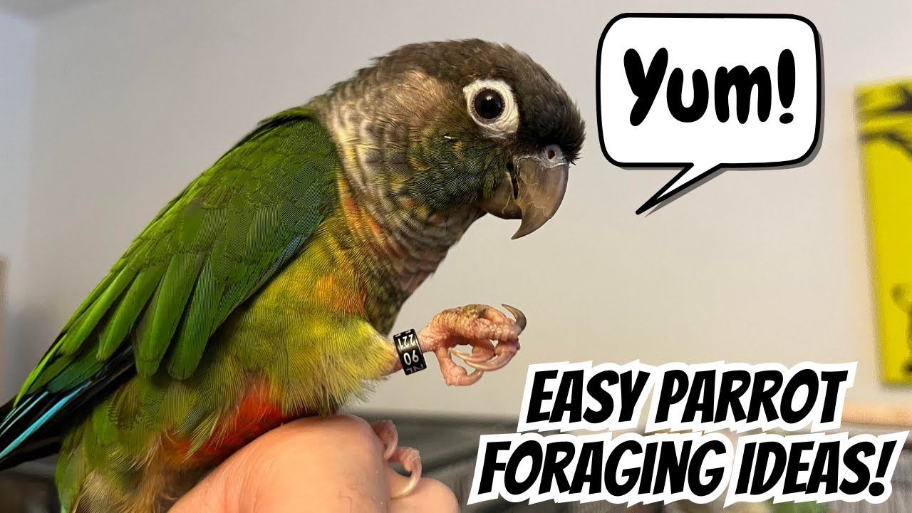 Easy Parrot Foraging Ideas ! | DIY Bird Toy Tips & Tricks | TheParrotTeacher