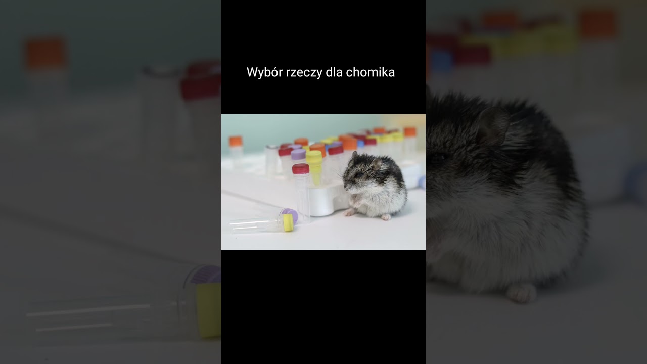 Wybór rzeczy dla chomika aby było żyło bardzo dobrze:)