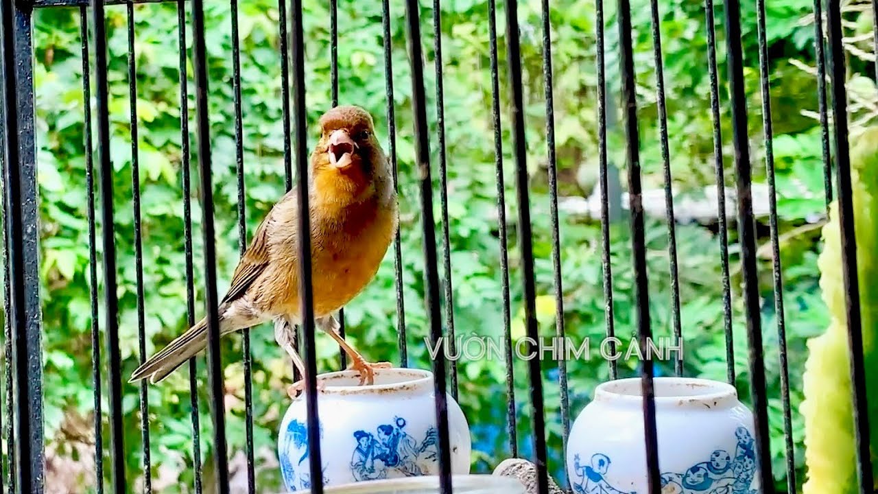 Yến Hót Timbrado hót kích giọng hay, kêu như máy | Timbrado Canary song