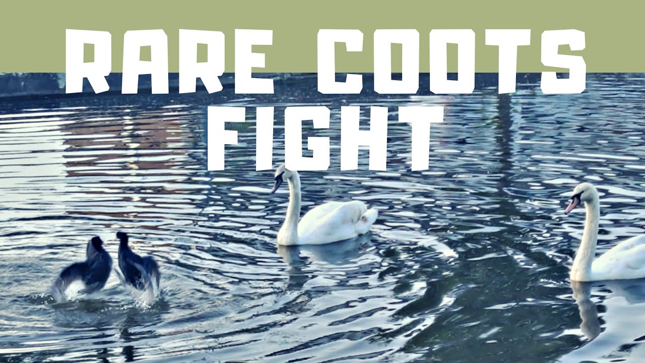 Rare Coots fight, Original animal fight video Bird fight Extreme territorial mating Discovery
