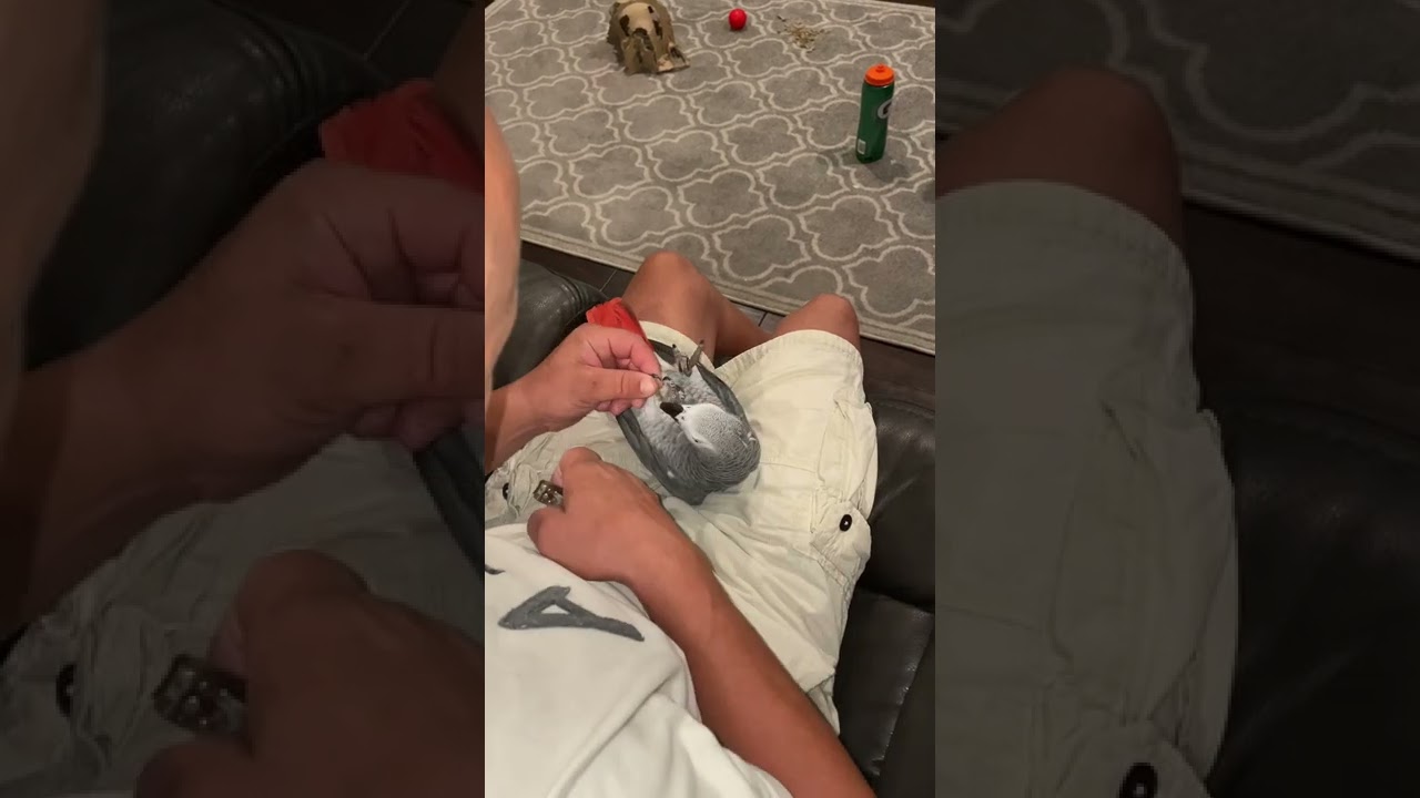 CUTTING MY AFRICAN GREY PARROTS NAILS