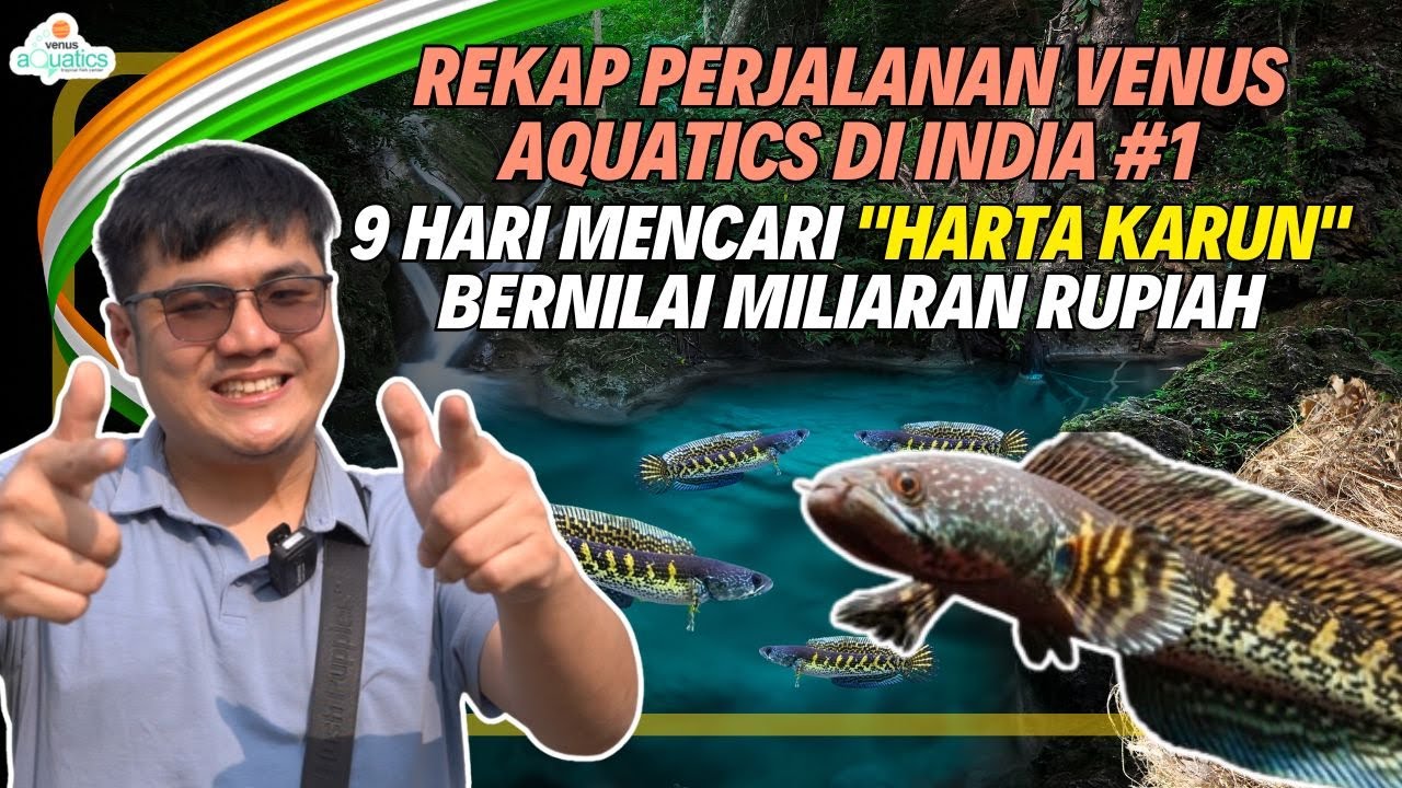 Venus fish adventure di India🇮🇳 banyak hal diluar nurul disini , pantau sebelum kena take down