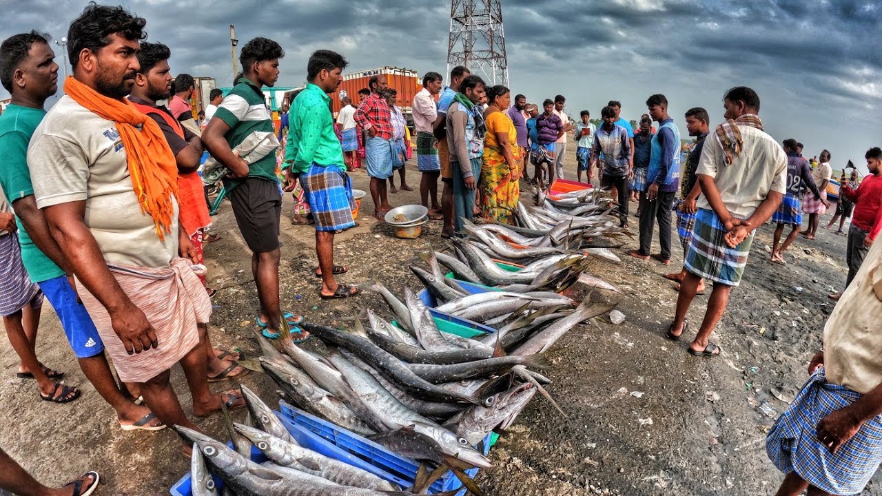 எவ்ளோ பெரிய சீலா மீன்கள்  இறக்குமதி செய்யுறங்க பாருங்க See how many big seal fishes are imported