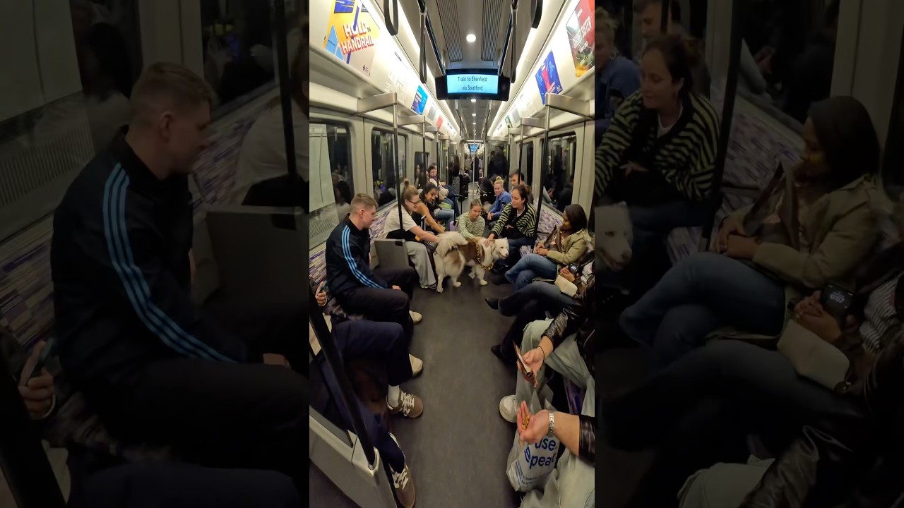 London Vlogs with Viola!! #youtubeshorts #shorts #viral #pets #london #petlover #husky #famous #uk