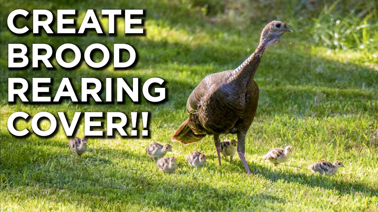 The BEST Brood Rearing Cover For Turkeys?!