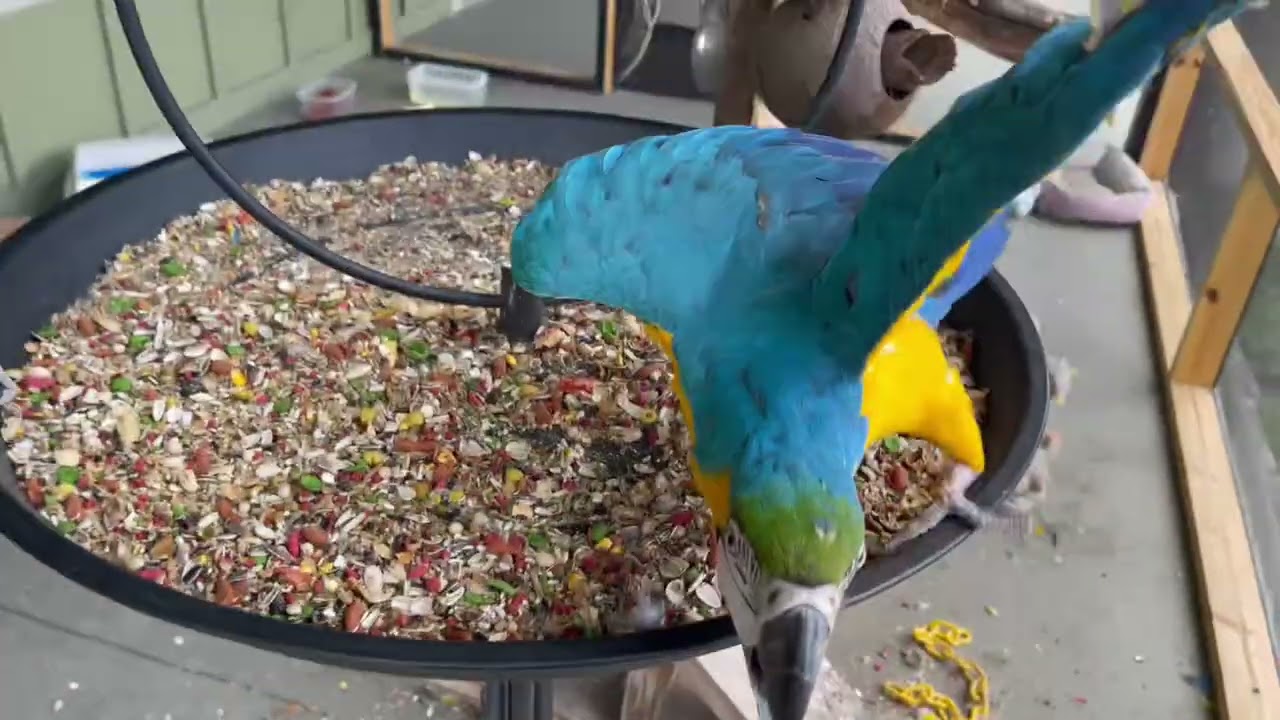Macaw plays with a bell