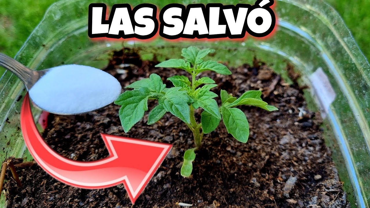 🌱 El AZÚCAR SALVÓ Todas mis PLANTAS de MORIR y Secarse! Huerto urbano y jardín en Casa