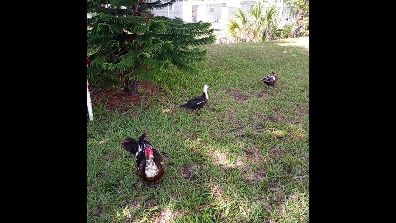 Ducks in hood made me a visit