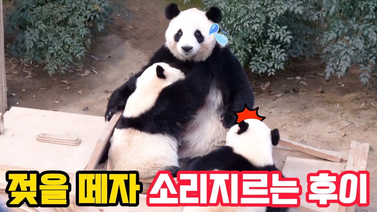 젖을 떼자 후이가 소리를 질러요😱깜짝 놀란 아이바오와 루이는 당황해서..😰러바오가 저에게 다가와 바로 앞에서..🤣에버랜드 판다월드🐼